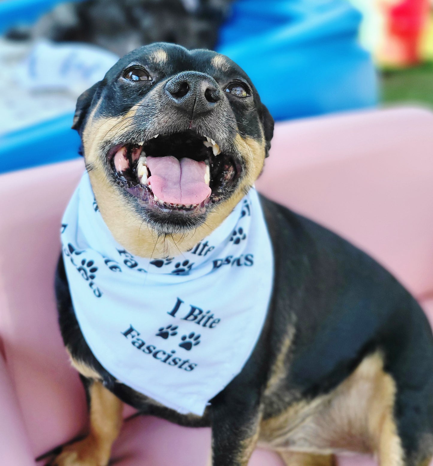 Protest Pets Gift Card